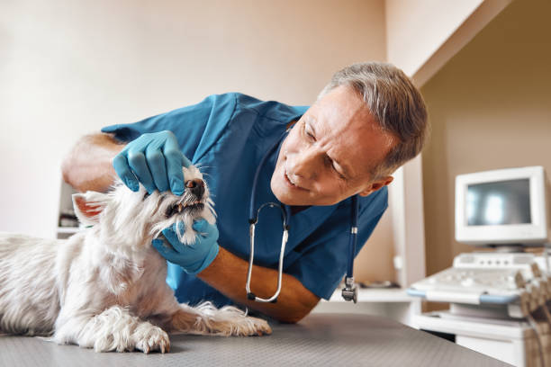 Best Emergency Tooth Extraction in Smoke Rise, AL